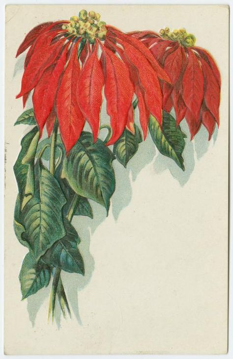 poinsettia....Index Flower Anatomy, Christmas Photo Album, Invitation To Play, Christmas Post, Small Bouquet, Language Of Flowers, Good Cheer, Christmas Postcard, New York Public Library