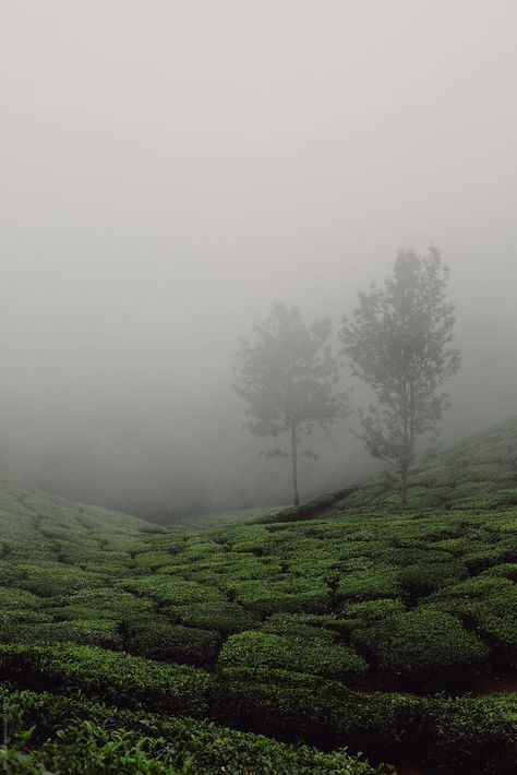 Ooty Nature Images, Munnar Photography Ideas, Munnar Instagram Story, Fotografi Alam Landscape, Ooty India Aesthetic, Munnar Photography Poses, Munnar Photography Travel, Idukki Photography, Munnar Aesthetic