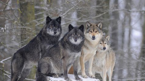 A Pack of Timber Wolves, Canada Regard Animal, Wolf Husky, Snow Wolf, Winter Wolves, Snow Forest, Fantasy Wolf, Wolf Photos, Timber Wolf, Wolf Spirit Animal