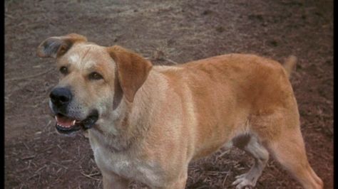 Old Yeller, Dog Movies, About A Boy, Disney Wiki, St Bernard Dogs, Old Dog, Bernard Dog, Muddy Paws, Breed Dogs