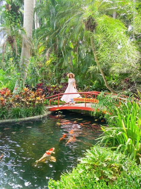 A beautiful fishpond and bridge surrounded by tropical plants at sunken gardens in st. petersburg florida. Kelly Park, Sunken Gardens, Coral Castle, Miss Florida, Florida Attractions, Port St Lucie, Central Idea, Sunken Garden, St Petersburg Florida