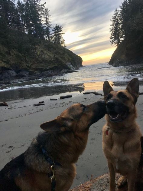 Two German Shepherd, German Sheperd Dogs, Scary Dogs, Pretty Dogs, Shepherd Dogs, Pretty Animals, Two Dogs, Cute Dogs And Puppies, Shepherd Puppies