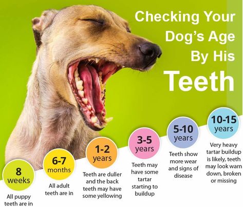 This is so interesting! Check to see if your #dogs' #teeth matches their #age! Wolves Quotes, Teeth Chart, Pitbull Puppies For Sale, Dogs Teeth, Teething Stages, Itchy Dog, Dog Remedies, Dachshund Puppies For Sale, Puppy Teething