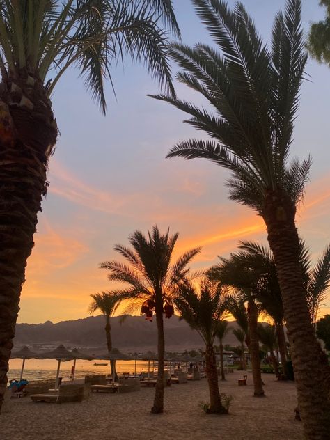 Dahab Egypt, Palm Trees, Egypt, The Beach, Trees, Sun, Water