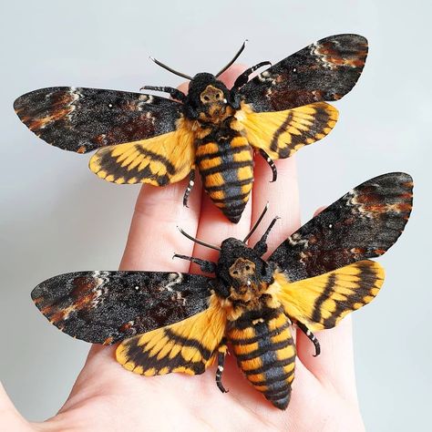 The Death Head Moth,is rare.🦋 The moth lives in Africa, southern Europe and the Middle-East, and some experts have suggested its skull-like mark could mimic the head of a bee to help it raid honeybee colonies. Sealing the species’ eerie reputation is its unusual ability to squeak when disturbed.🦋🦋  📷@sleepyserpent taxidermy Firefighter Tattoo, Colorful Moths, Cute Moth, Skull Moth, Cool Insects, Deaths Head Moth, The Moth, Moth Art, Hawk Moth