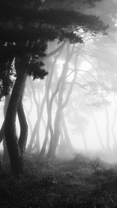 숲 사진, Fotografi Urban, Foggy Day, Black And White Photograph, Tree Photography, Photography Landscape, Ideas Photography, The Fog, Tree Forest