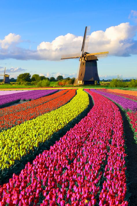 Traipse among 2000 acres of candy-colored tulips - just 1 hour outside of Amsterdam. Don’t miss the Tulip Festival Noordoostpolder, on now through May 5th. Book your flight to bask in the fresh blooms. 🌷#travel #spring #amsterdam #travelguide Amsterdam Tulip Fields, Spring Amsterdam, Ivy Trellis, Netherlands Nature, Tulip Fields Netherlands, Trellis Wall, Amsterdam Tulips, Amsterdam Travel Guide, Field Paint