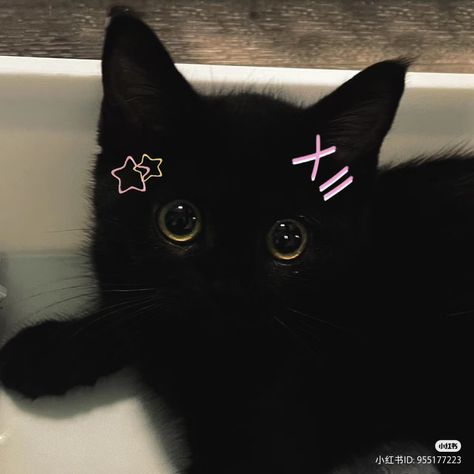 A Black, Black Cat, Pink, Black