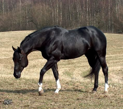 Black American Quarter Horse Stallion Black Quarter Horse Mare, Quater Horses, Aqha Stallion, Quarter Horse Stallion, Horse Black, Paint Horse, Soulja Boy, Quarter Horses, American Quarter Horse