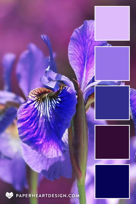 Iris Colour Palette, Iris Color Palette, Silent Nature, Color Palette Spring, Flower Colouring, Very Peri Pantone, Palette Spring, Wardrobe Colors, Flower Hydrangea