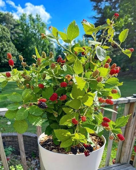 How to Grow Blackberries in Pots Easily at Home | Balcony Garden Web Balcony Fruit Garden, How To Grow Blackberries, Veggie Garden Ideas, Grow Blackberries, Garden In Pots, Gardening At Home, Blackberry Plants, Growing Blackberries, Raspberry Plants