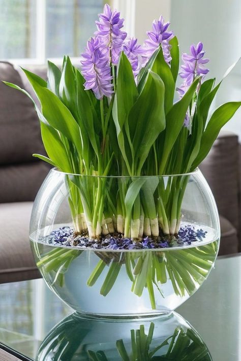 Water Hyacinth Water Based Plants Indoor, Water Vase Plants, Plants That Like Water, Indoor Water Plants Glass Vase, House Plants That Grow In Water, Peace Lily In Water Vase, Best Plants To Grow In Water, Glass Planter Ideas, Spider Plant In Water