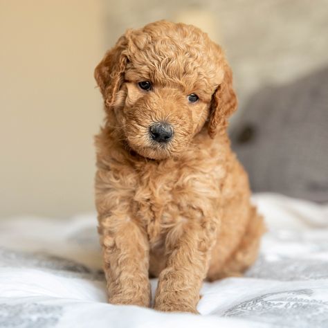 Mini Goldendoodle Puppies For Sale • Adopt Your Puppy Today • Infinity Pups Goldendoodle Puppies, Goldendoodle, Doodles, I Hope, Puppies, For Sale