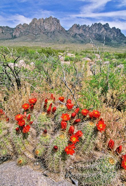 In April and May the bright red flowers of a claret cup cactus, Echinocereus triglochidatus, appear beneath the Organ Mountains of the Chihuahuan Desert near Las Cruces, New Mexico - Charles Mann photo Claret Cup Cactus, Bright Red Flowers, Travel New Mexico, New Mexico Homes, Desert Life, Desert Flowers, Desert Garden, Southwest Desert, Land Of Enchantment