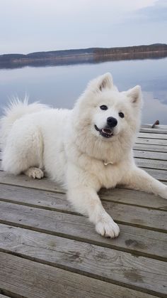 Caine Husky, Bear Dog Breed, Haiwan Comel, Anak Haiwan, Cele Mai Drăguțe Animale, Teddy Bear Dog, Psy I Szczenięta, Haiwan Lucu, Samoyed Dogs