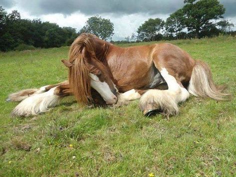 35 Adorable and Cute Sleeping Animals - Horse Laying Down, Cai Sălbatici, Rasy Koni, Sleeping Animals, Clydesdale Horses, Most Beautiful Horses, Most Beautiful Animals, Majestic Horse, All The Pretty Horses