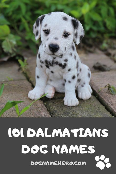 101 Dalmatians Dog Names - Dog Name Hero Dalmatian Name Ideas, Puppies Names, Tough Dog Names, Dalmatians Puppies, Brown Noser, Hunting Dog Names, Dalmatian Party, Names Dog, Boy Dog Names