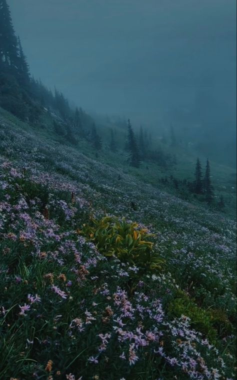 forest flowers twilight travel views aesthetic low exposure nature Washington State Aesthetic Wallpaper, Maine Forest Aesthetic, Tatiana Core Aesthetic, Twilight Scenery Landscapes, Washington Forest Aesthetic, Twilight Flower Field, I Was All Over Her Aesthetic, Forks Washington Aesthetic, Twilight Forest Aesthetic