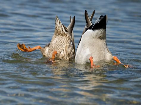 Bottoms up!!  Two ducks dive in the river Rhine near Speyer, western Germany Duck In Water, Animal Captions, Birds Photography Nature, Mallard Duck, Pictures Of The Week, Two Birds, Picture Captions, Bird Photography, Funny Animal Pictures