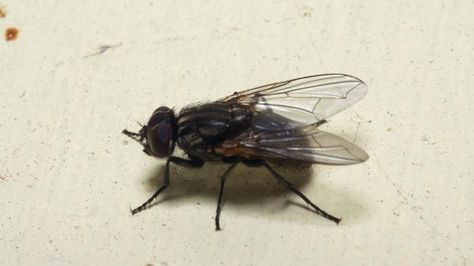 What causes a house fly infestation? Fly Infestation, House Fly, Diy Pest Control, Bug Killer, Pet Food, How Can, A House, Food Animals, Bugs