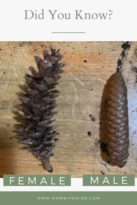 Plant A Pinecone, Pinion Pine Tree, Grow A Pinecone, How To Grow Pine Cones, Pine Cone Growing, Plant Pine Cones, Planting A Pine Cone, Grow Pine Tree From Pine Cone, Pine Cone Plant