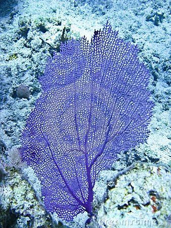 Looks like the fan coral I saw while snorkelling in Key West. Beach Textiles, Deep Sea Life, The Carribean, Fish Bowls, Fan Coral, Aquatic Garden, Purple Coral, Sea Fan, Ocean Reef