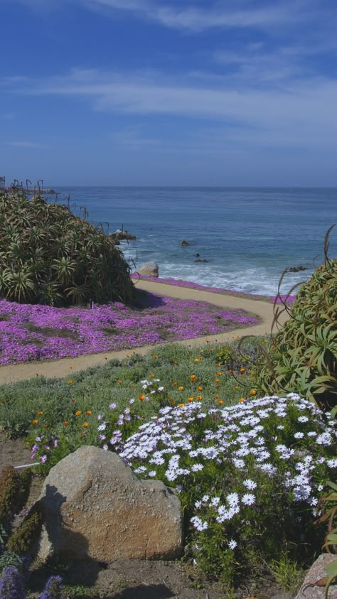 Pacific Palisades Aesthetic, Travelling Pics, Pacific Coast Trail, Desert Wildflowers, California Painting, Pacific Grove California, Peggy Lee, Tall Grasses, Wallpaper Wa