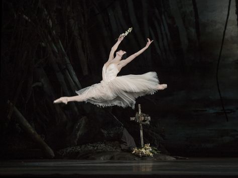 Natalia Osipova as Giselle in Giselle © ROH / Bill Cooper 2014 | Flickr - Photo Sharing! Tari Balet, Natalia Osipova, Ballet Giselle, Ballet Images, Ballet Russe, Ballet Beauty, Alvin Ailey, Ballet Inspiration, Ballet Art