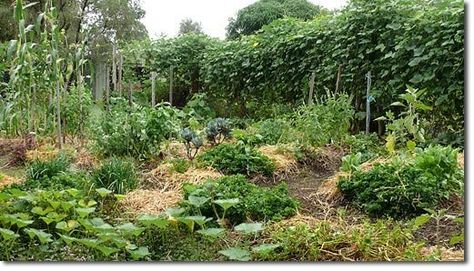 Food Forest Garden, Permaculture Garden, Permaculture Gardening, Permaculture Design, Edible Landscaping, Ground Cover Plants, Forest Garden, Urban Gardening, Sustainable Garden