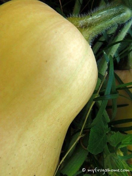 When Is Butternut Squash Ready To Pick, How To Tell When Butternut Squash Is Ripe, When To Pick Butternut Squash, When To Harvest Butternut Squash, Harvesting Butternut Squash, Crabapple Sauce, Garden Preserving, Butternut Squash Seeds, Honeynut Squash