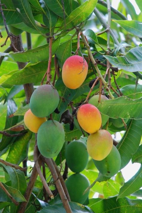 Organic Fruits, Mango Margarita, Mango Fruit, Mango Tree, Beautiful Fruits, Mango Salsa, Fruit Plants, Fruit Garden, Exotic Fruit