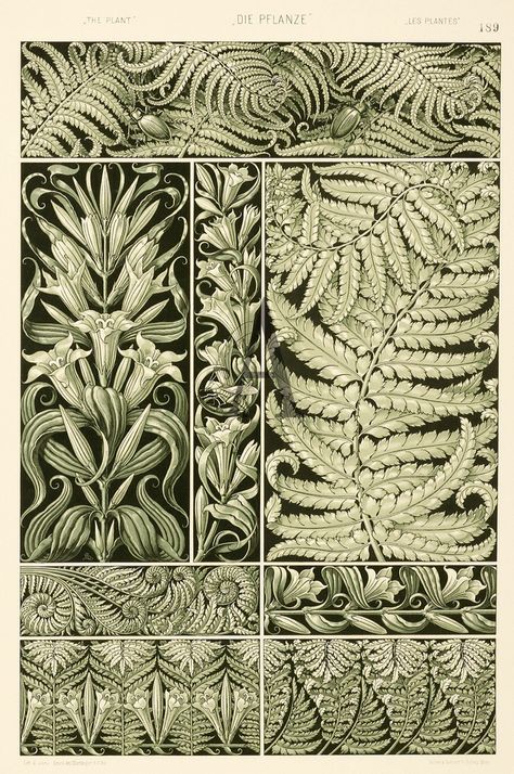 Designs with Plant Motifs (Fern plate), illustration by Anton Seder, from Die Pflanze in Kunst und Gewerbe (The Plant in Art and Trade). Published by Gerlach & Schenk, Vienna, 1890. Art Nouveau. Chromolithographs (some heightened in gold or silver, some heliogravures) Motifs Art Nouveau, Illustration Art Nouveau, Design Art Nouveau, Art Nouveau Illustration, Kunst Inspiration, Smart Art, Art Nouveau Design, Art Et Illustration, Plant Illustration