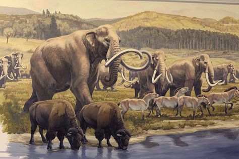 Columbian mammoths and bison- Blue Rhino Studios Beth Zaiken, Stone Age Animals, Animal Scenery, Cenozoic Animals, Museum Signage, Megaloceros Giganteus, Prehistoric Fauna, Yakima Valley, Prehistoric Wildlife