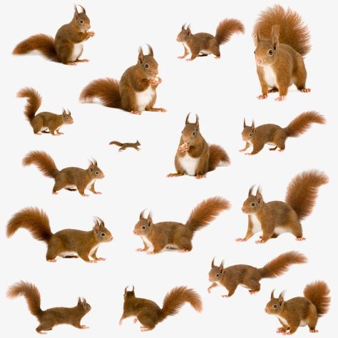 Squirrel Clipart, Squirrel Illustration, Squirrel Pictures, Squirrel Art, Red Squirrel, Animal Clipart, Woodland Creatures, Nature Images, Squirrels