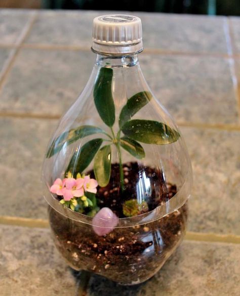 Hi everyone! Are you ready for another soda bottle up-cycling project? I’ve gone a little crazy with this whole Craft Challenge, but I’ve been having fun. Today I’m going to show you how I used a 2-liter Coke bottle to make a terrarium. Soda bottle terrariums aren’t a new idea, but usually the whole bottle … Coke Bottle Crafts, Diy Recycle Plastic, Bottle Terrarium, Reuse Plastic Bottles, Plants In Bottles, Plastic Bottle Flowers, Plastic Bottle Art, Diy Plastic Bottle, نباتات منزلية