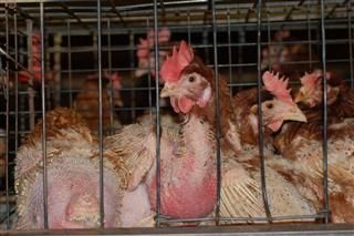 Know what a battery hen is? Egg Laying Hens, Cage Free Eggs, Laying Hens, New Spain, Egg Laying, Animal Welfare, Animals