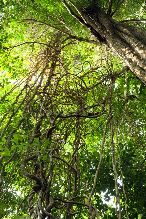 Jungle Vines, Tioman Island, Jungle Island, Jungle Life, Jungle Forest, Vine Tattoos, Magic Forest, Natural Nature, Beautiful Photos Of Nature