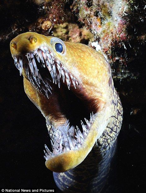 Fangtooth moray eel by Jorge Sorial Moray Eel, Fauna Marina, Scary Animals, Deep Sea Creatures, Ocean Floor, On The Ocean, Underwater Creatures, Underwater Life, Sea Monsters