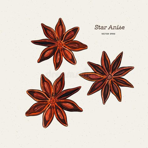 Herbal Nutrition, Seed Illustration, Plant Sketch, Anise Star, Herbs Illustration, Plant Sketches, Mughal Art Paintings, Drawing Stars, Anise Seed