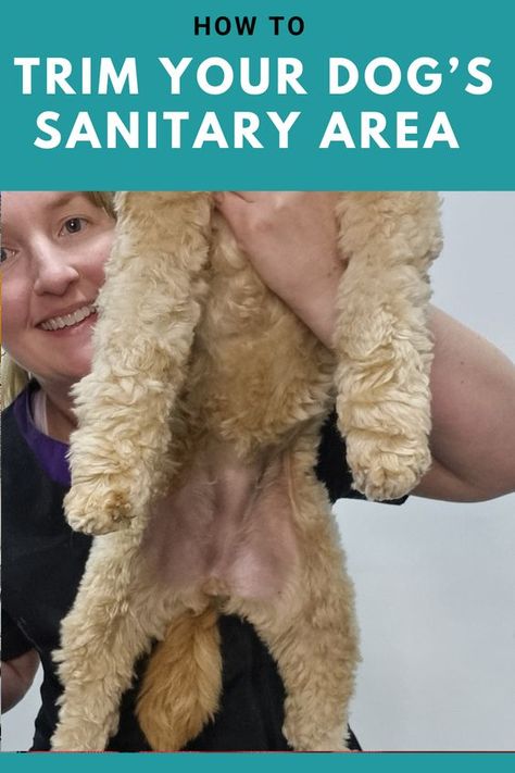 Keeping your dog's sanitary area clean shaven will help prevent their urine and poo from getting caught in their fur every time they go to the toilet. Watch this DIY tutotiral to learn how to shave your dog's sanitary area. Shaved Goldendoodle, Shorkie Dogs, Dog Grooming Shih Tzu, Dog Grooming Diy, Goldendoodle Grooming, Grooming Dogs, Meds For Dogs, Schnauzer Grooming, Dog Grooming Styles