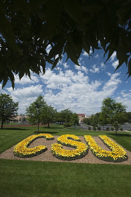 CSU, Ft. Collins, CO Colorado State University Aesthetic, Colorado State University Campus, Colorado Quotes, College Tours, Colorado Girl, Marigold Flowers, Golden Colorado, Colorado State University, Fort Collins Colorado