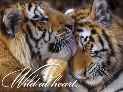 Save The Tiger, Tiger Love, Cat Species, Tiger Pictures, Majestic Animals, Cat Family, Alam Yang Indah, Cute Animal Pictures, Animal Planet