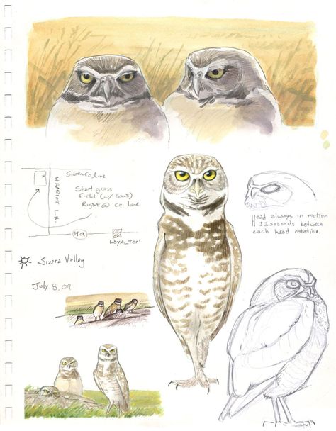 John Muir Laws, Illustration Journal, Nature Sketch, Bird Book, The Natural World, Creature Drawings, Insect Art, Nature Drawing, Owl Print