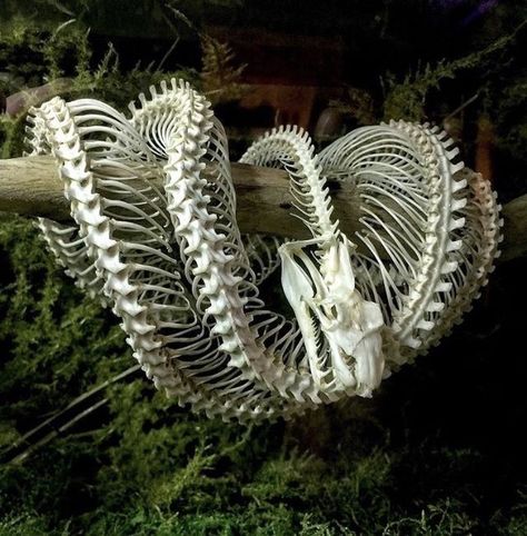 35 Fun Filled Randoms with No Relevance Intended - Funny Gallery Animal Skeleton, Animal Skeletons, Vulture Culture, Animal Bones, Animal Skulls, Skull And Bones, Tree Branch, Green Trees, Nature Aesthetic