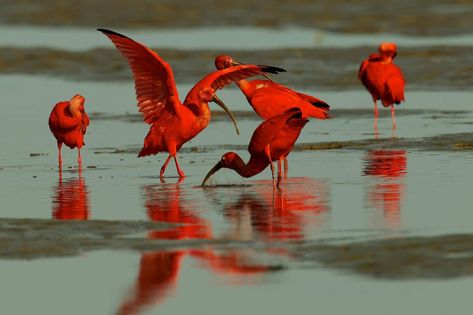 Scarlet Ibis in Trinidad, Tim Laman High Flying Pigeons, Poisonous Animals, Venomous Animals, Scarlet Ibis, Pigeon Breeds, Animal Attack, Dangerous Animals, List Of Animals, Most Beautiful Birds