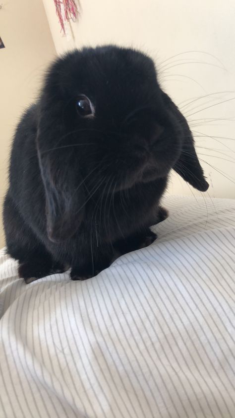 Mini lop black rabbit Mini Lop Bunnies, Lop Bunnies, Lop Eared Bunny, Holland Lop Bunnies, Pet Bunny Rabbits, Mini Lop, Cute Bunny Pictures, Bunny Cages, Bunny Mom