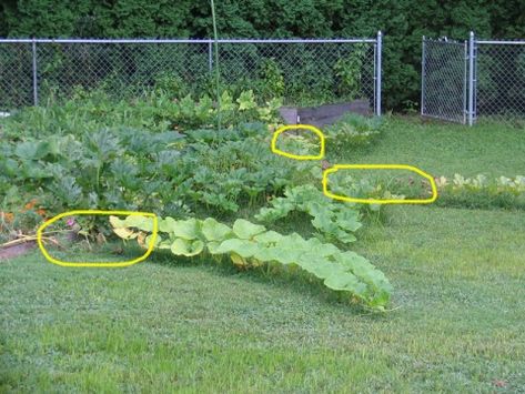 Hanging Squash Garden, Pumpkin Support Ideas, Growing Gourds Trellis, Pumpkin Vine Trellis, Growing Pumpkins On A Trellis, Squash Support, Trellis For Squash, Gourd Trellis, Gardening Watermelon