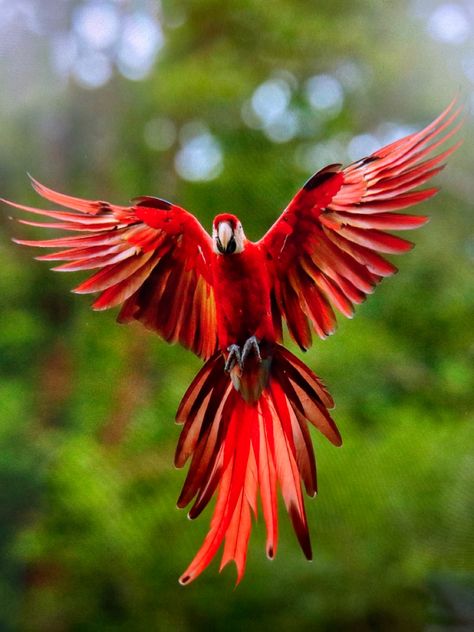 Brazil Rainforest, Vbs Jungle, Amazon Birds, Amazon Animals, Rainforest Photography, Rainforest Birds, Brazil Amazon, Rainforest Habitat, Rainforest Plants