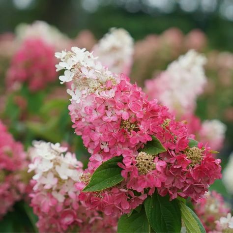 Hydrangea Vine, Hardy Hydrangea, Big Leaf Hydrangea, Bigleaf Hydrangea, Smooth Hydrangea, Panicle Hydrangea, Climbing Hydrangea, Oakleaf Hydrangea, Southern Garden