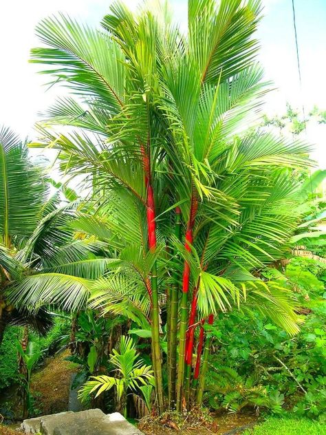 Lipstick Palm, Tropical Backyard Landscaping, Bamboo Seeds, Red Palm, Tropical Backyard, Rose Seeds, Tree Seeds, Ornamental Plants, Tropical Landscaping